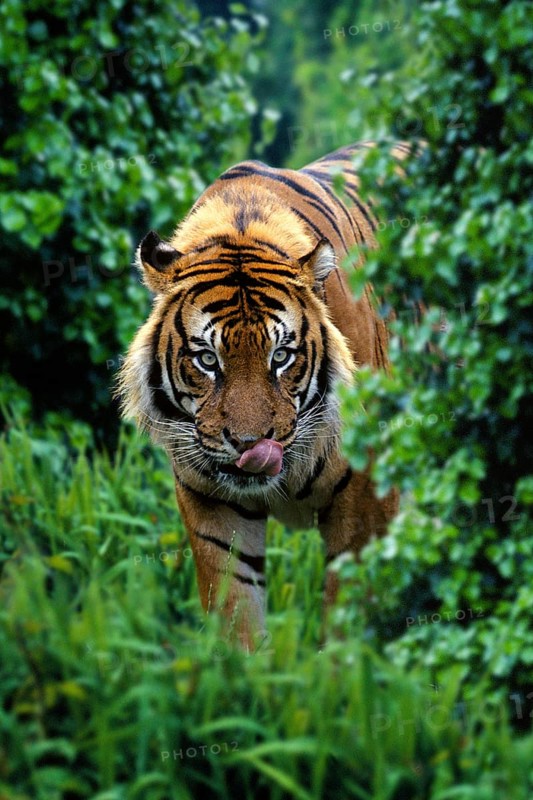 Sumatran tiger (Panthera tigris sumatrae), licking its mouth