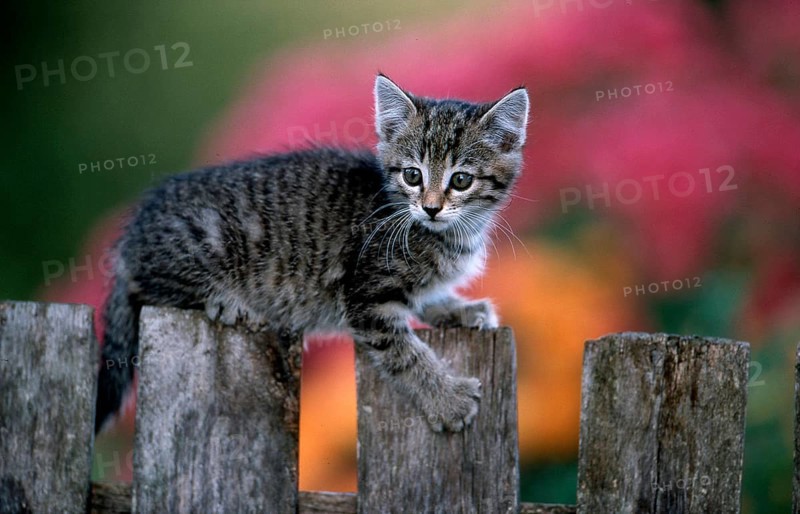 Young kitten on garden fence