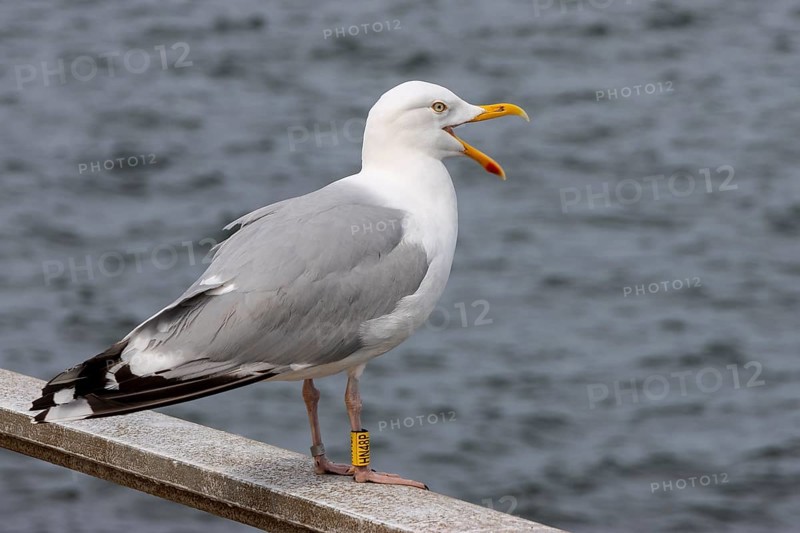 European herring gull (Larus argentatus) standing on the railing, Büsum, North Friesland, Schleswig-Holstein, Germany, Europe