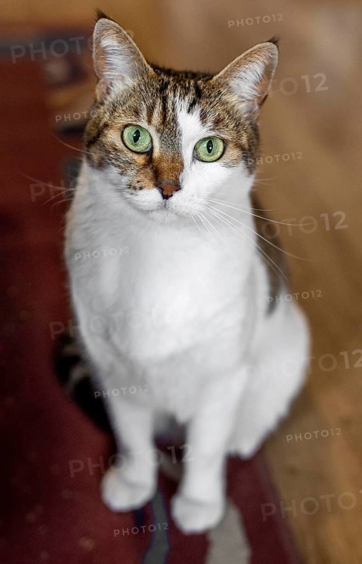 Cat with green eyes indoors