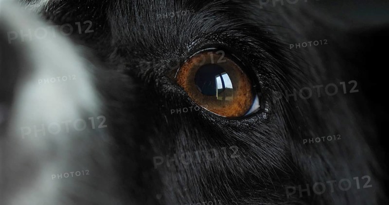 Border Collie Dog, Portrait of male, Close up of Nose and Eye