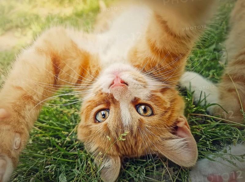 Playful orange kitten lying upside down on the green grass. Little ginger cat cute scene outdoors in the nature