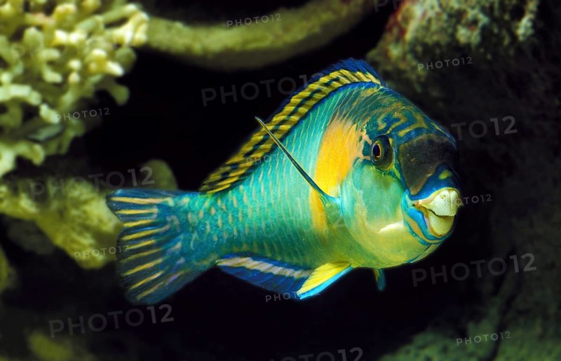 PARROT FISH (scarus) sordidus