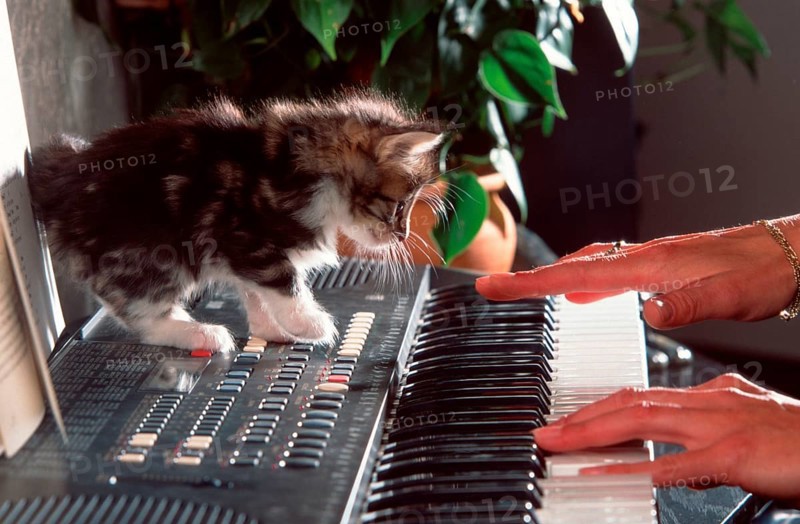 Norwegian Forest Cat, kitten, 5 weeks, on keyboard