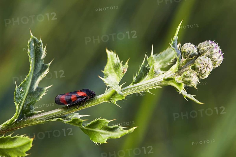 Red-black Red-and-black froghopper (Cercopis vulnerata)