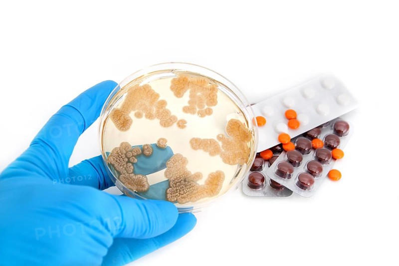 Fungi on agar plate and antibiotics pills over white