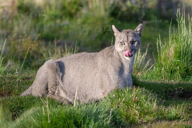 Cougar (Cougar concolor), silver lion, mountain lion, cougar, panther, small cat, animal licks its nose, tongue, Torres del Paine National Park, Patagonia, end of the world, Chile, South America