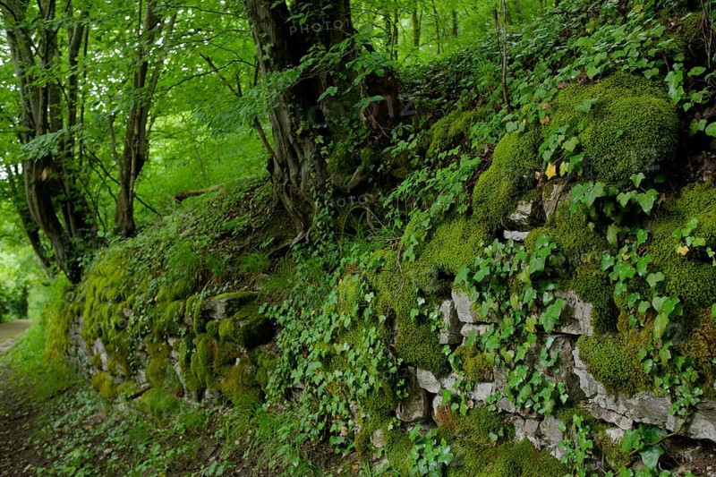 Hiking trail in spring, green lung, stone wall, wall, masonry, May, Limpurger ruins, Schwäbisch Hall, Kocher valley, Kocher, Baden-Württemberg, Hohenlohe, Heilbronn-Franken, Germany, Europe