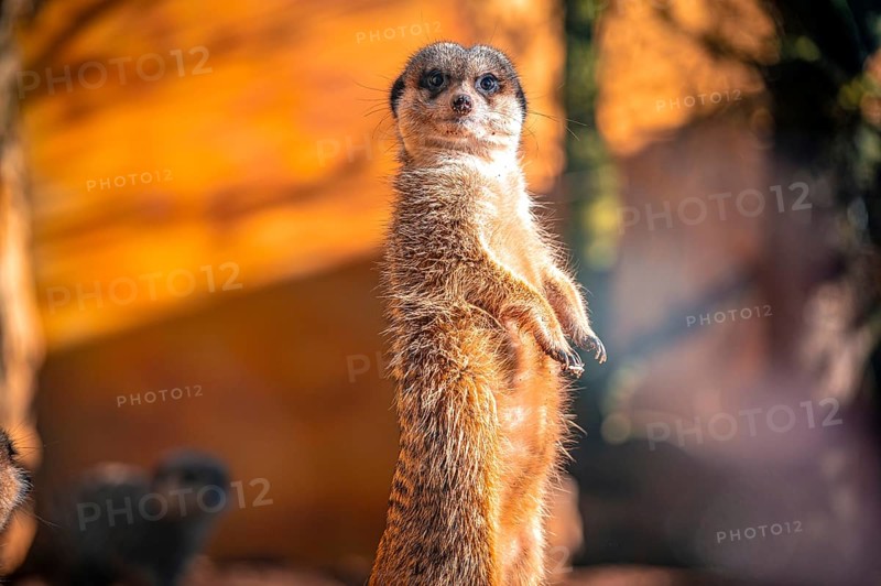 Meerkats (Suricata Suricatta) in its natural environment in sunshine, Eisenberg, Thuringia, Germany, Europe