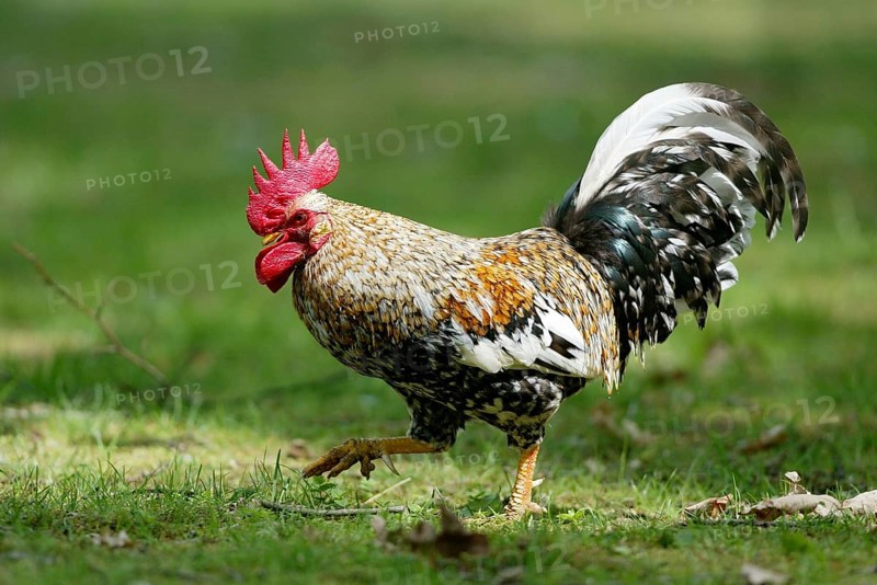 Domestic chicken (Gallus gallus domesticus)