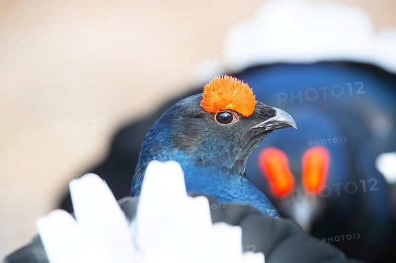 Black Grouse (Tetrao tetrix) Male, Sweden, Europe