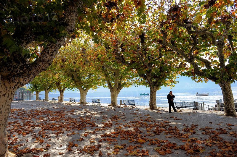 Switzerland, Lake Maggiore, Ticino, Ascona, plane trees in autumn, avenue, Europe