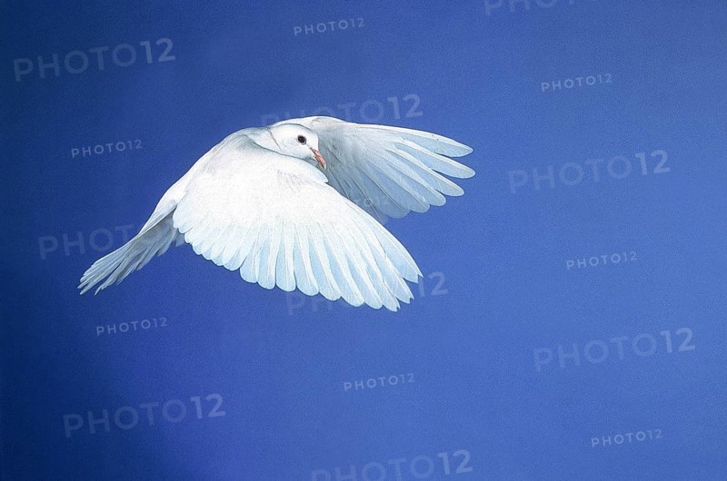 WHITE DOVE FLYING, SYMBOLIC IMAGE FOR PEACE