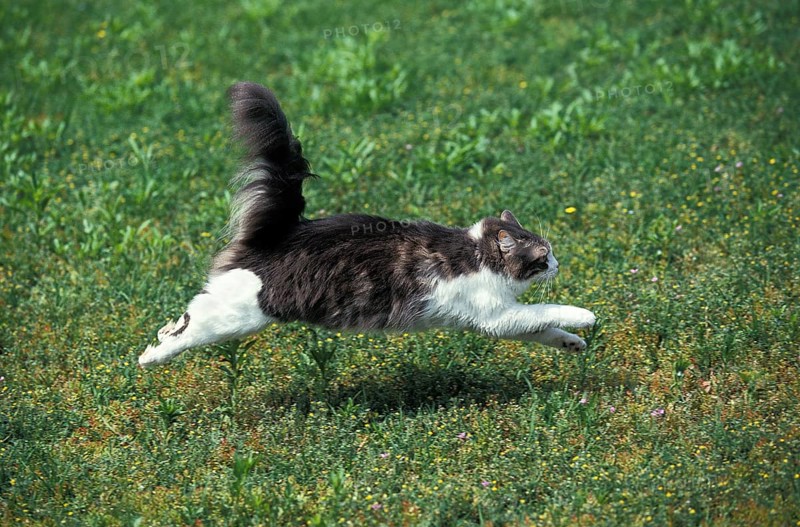 Domestic cat runs on grass