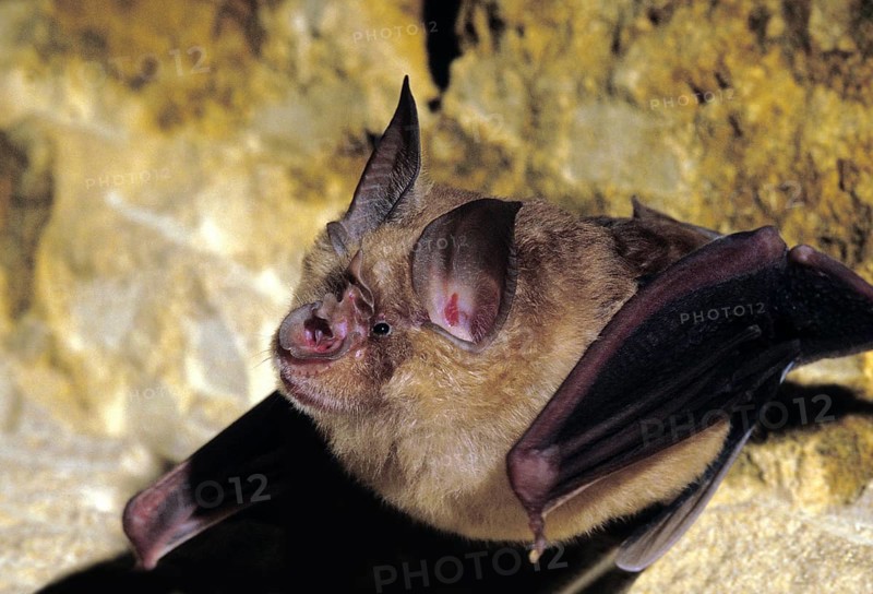 Great Horseshoe Bat (rhinolophus ferrumequinum)