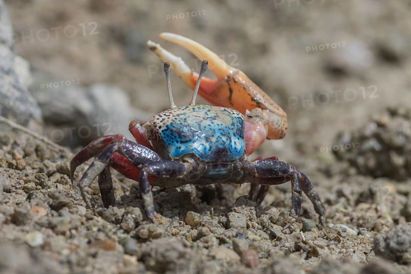 Fiddler crab, Seychelles Islands (Uca chlorophthalmus)