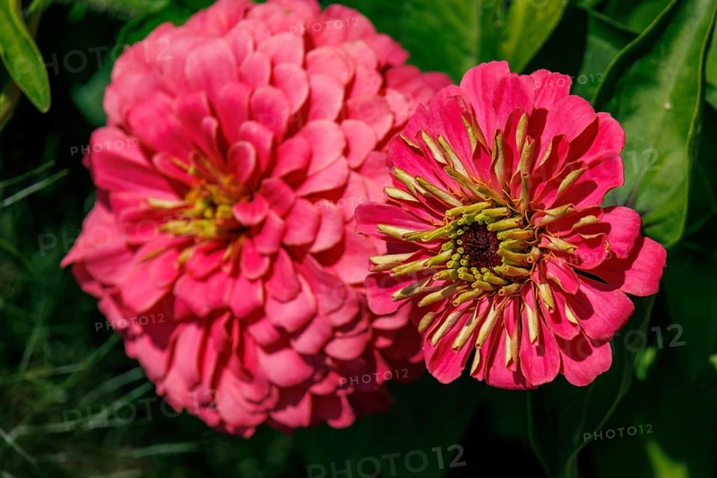 Two red flowers in close-up, blooming lush and colourful, bad zwischenahn, Lower Saxony, Germany, Europe