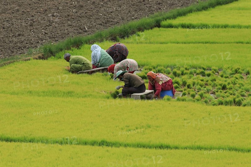 Farm workers are diligently planting in the lush green paddy fields, Farming, Anantnag, Jammu and Kashmir, India, Asia