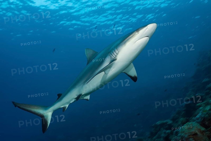 Grey reef shark, Carcharhinus amblyrhynchos, Beqa Lagoon, Viti Levu, Fiji, Oceania