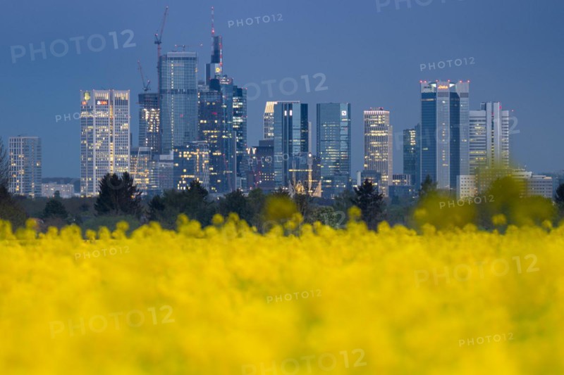 The lights of Frankfurt's banking skyline glow in the evening behind a blossoming rape field, Niederursel, Frankfurt am Main, Hesse, Germany, Europe