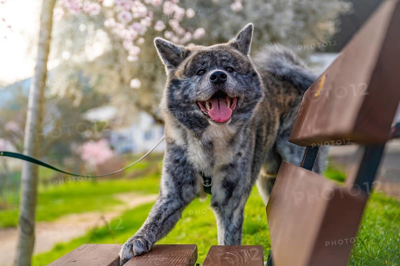 Akita inu with gray fur touching bench in the park during summertime, smiling at camera, horizontal shot