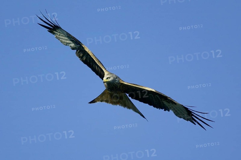 Red Kite (Milvus milvus), also Red Kite or Forked Harrier in flight, flying, also red Kite or fork inauguration in the flight, overhung