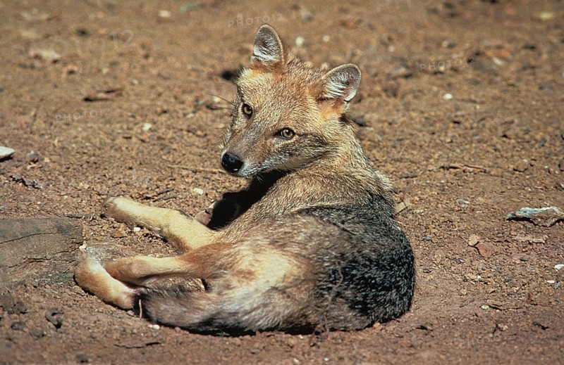 Golden Jackal (canis aureus) or Common Jackal