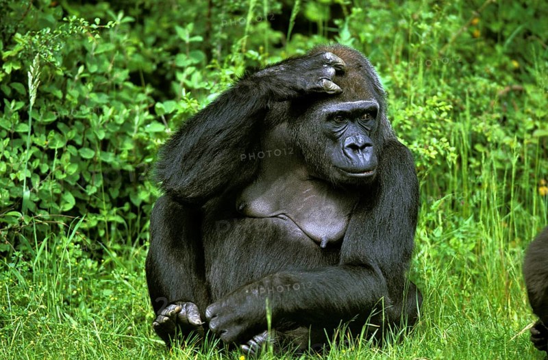Eastern Lowland Gorille (gorilla gorilla) grauer, Female sitting on Grass