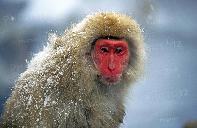Japanese Macaque (macaca fuscata), Hokkaido Island in Japan