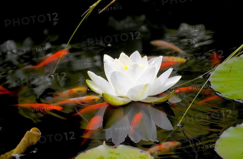 European white waterlilies (Nymphaea alba) in the pond, White water lily, Pond with goldfish