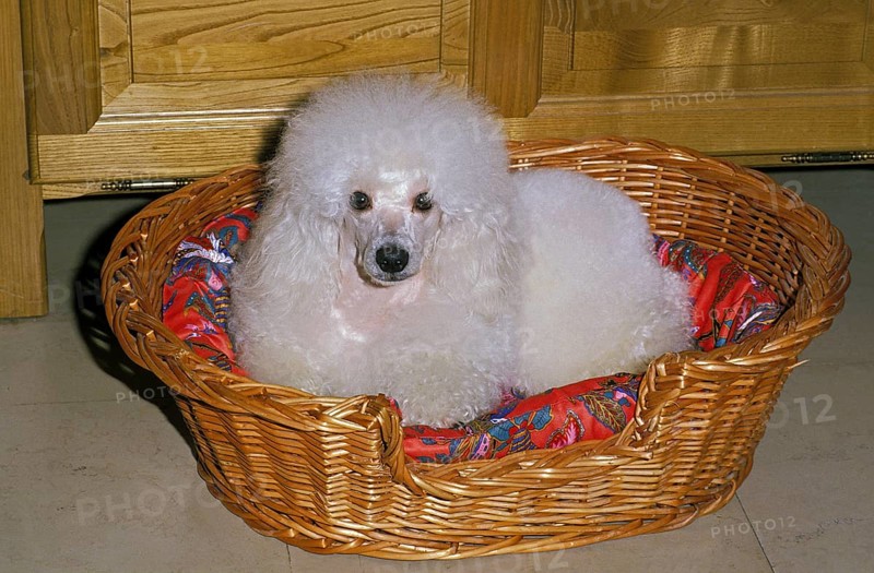 White dwarf poodle, dog lying in its basket