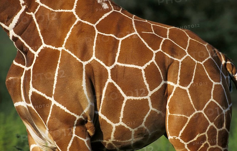 Reticulated Giraffe (giraffa camelopardalis reticulata), Close up of Skin, Samburu Park in Kenya