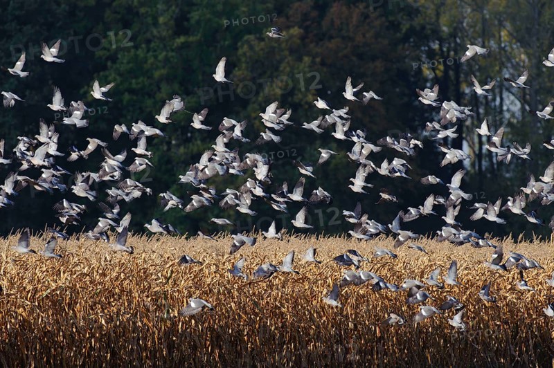 Common wood pigeons (Columba palumbus) Germany