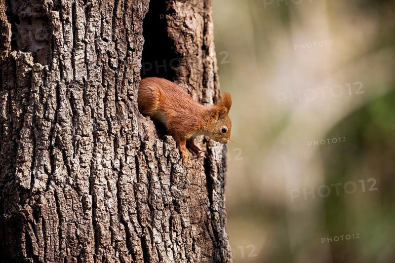 Red Squirrel (sciurus vulgaris), Adult at Nest Entrance, Normandy