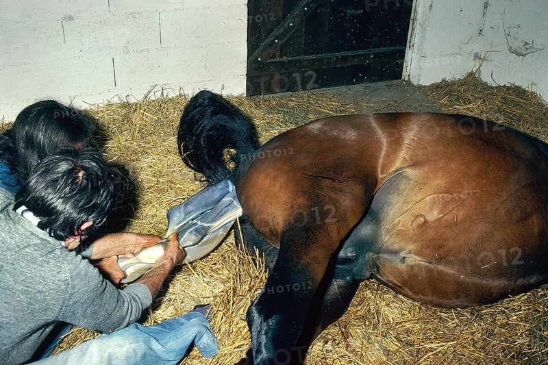 Vet helps mare foal