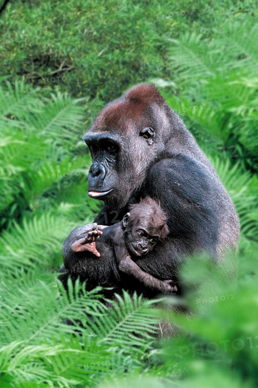 Western Gorilla, female with young (Gorilla gorilla gorilla)