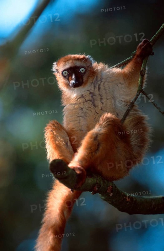 Blue-eyed lemur, female (Eulemur macaco flavifrons)