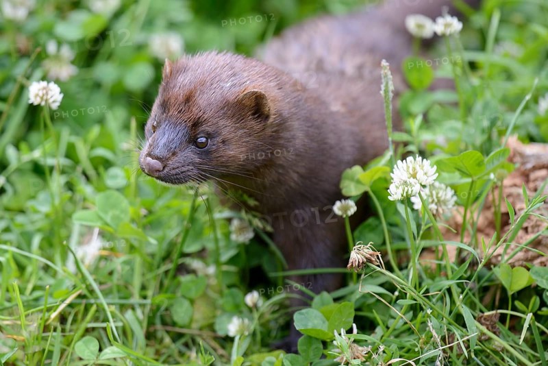 Mink