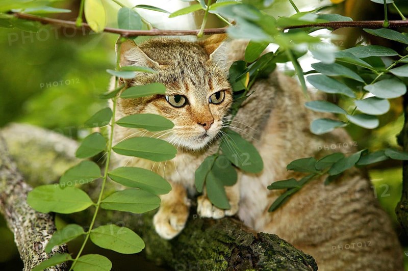 AFRICAN WILDCAT (felis silvestris lybica), ADULT STANDING ON BRANCH