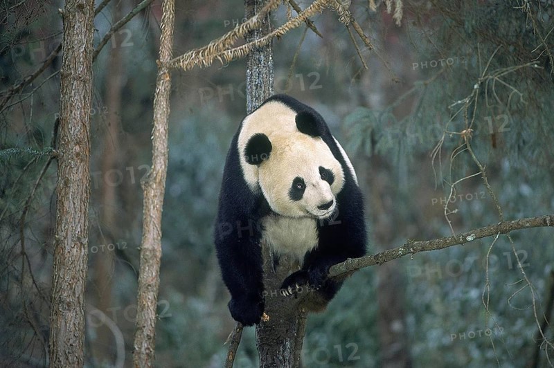 Giant Panda (ailuropoda melanoleuca), Wolong Reserve in China