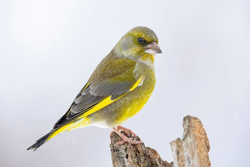 Greenfinch (Carduelis chöloris) Germany
