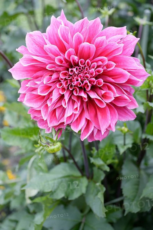 Dahlia 'Emory Paul' (Dahlia hybrida)
