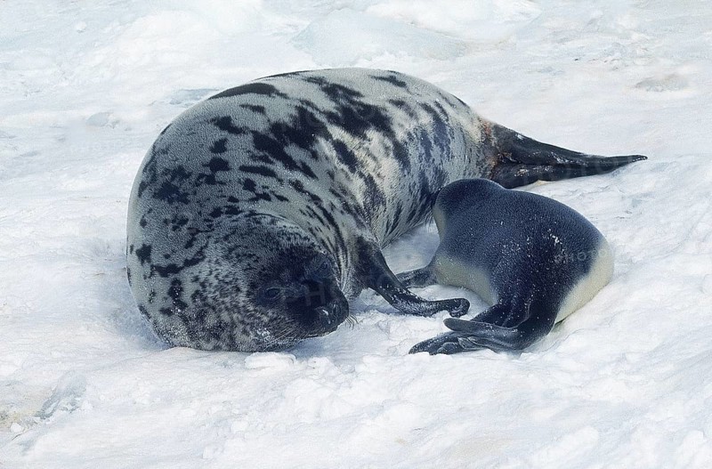 HOODED SEAL (cystophora cristata), MOTHER WITH PUP SUCKLING ON ICE FIELD, MAGDALENA ISLAND IN CANADA