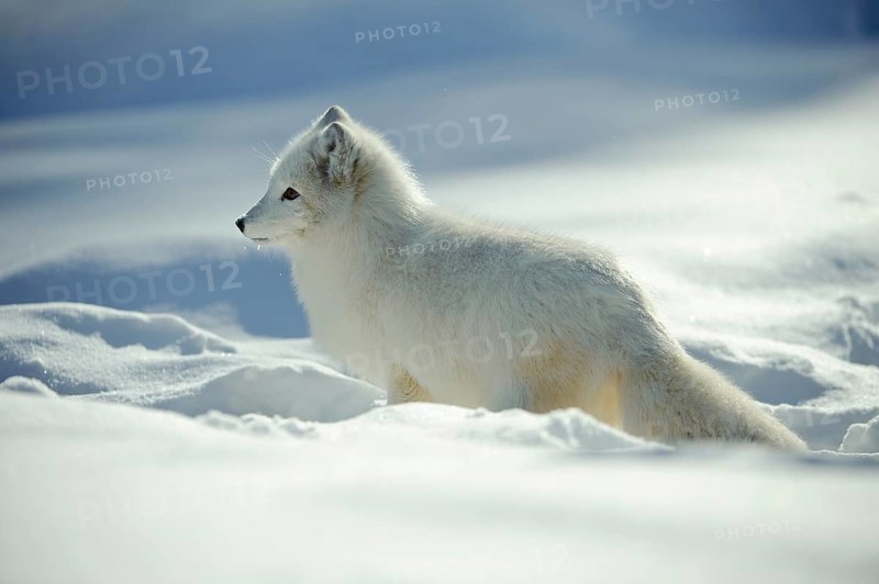 Arctic fox , Arctic fox (Alopex lagopus) (Vulpes lagopus) Arctic, lateral