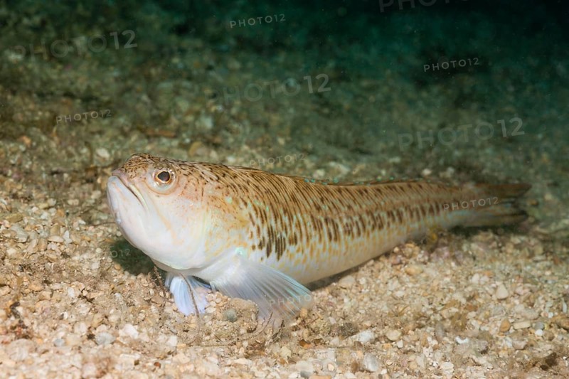 Greater Weever (Trachinus draco), Istria, Adriatic Sea, Croatia, Europe