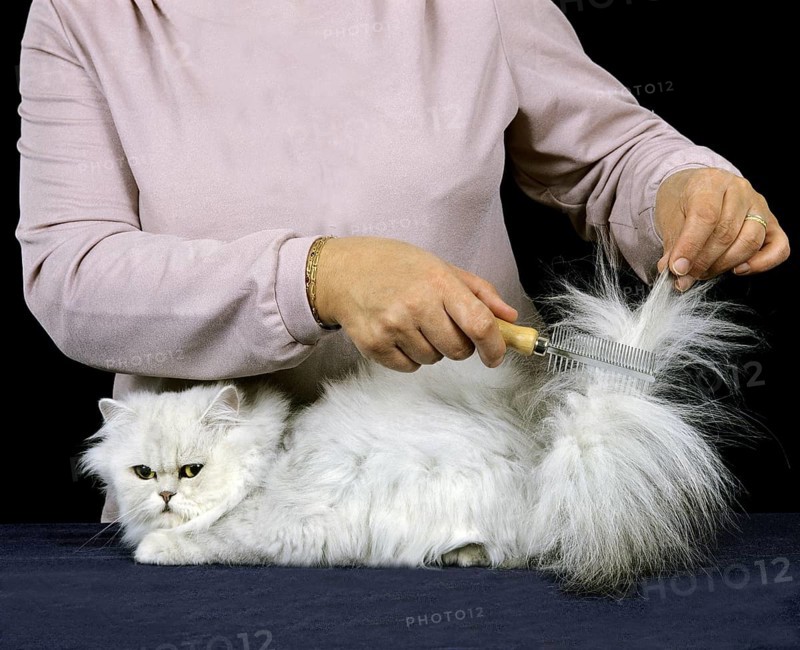 Woman with White Persian Domestic Cat
