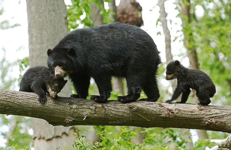 Spectacled bear (tremarctos ornatus), female with young