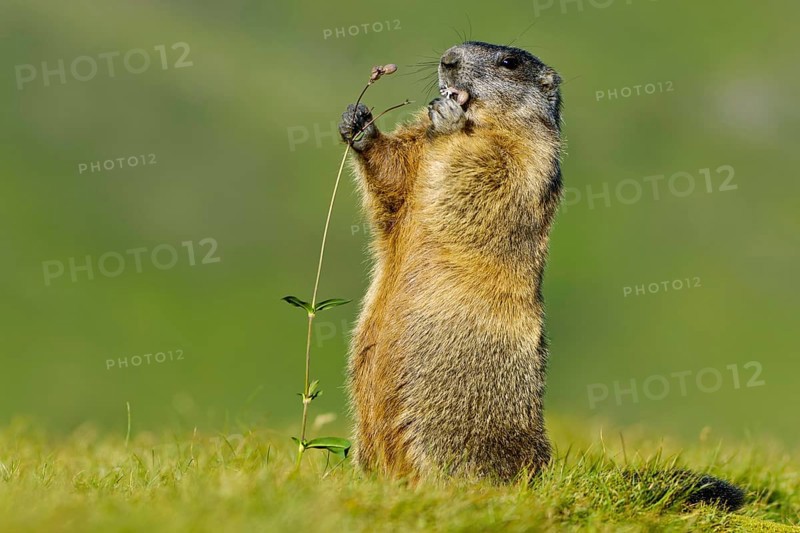 Alpine Marmot (Marmota marmota) Alpine Marmot, Hohe Tauern National Park, Heiligenblut, Austria, Europe