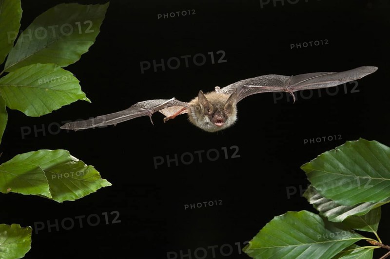 Bechstein's Bat (Myotis bechsteinii), Germany, Europe