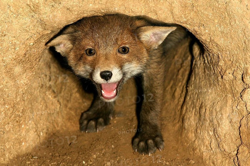 Red Fox (vulpes vulpes), Cub calling at Den Entrance, Normandy